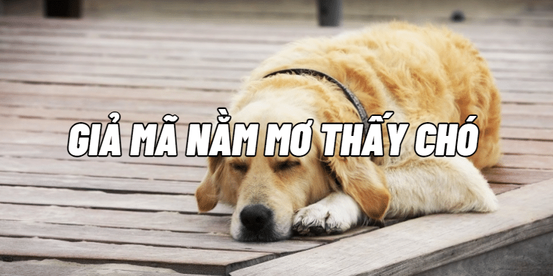 Giải mã giấc mơ thấy chó