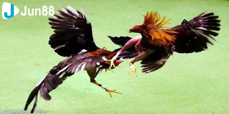 Trận đá gà miền Tây truyền thống – nguồn gốc của đấu trường Jun88
